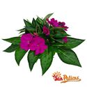 Bild von Impatiens Sun Patiens P13 Purple